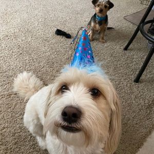 Meet your Posher, Maria